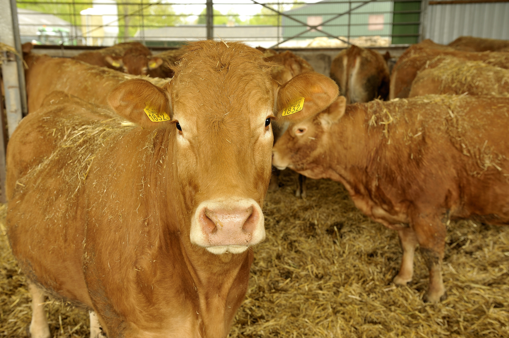 В июне 2018 года поголовье крупного рогатого скота страны составило 6 201 тыс